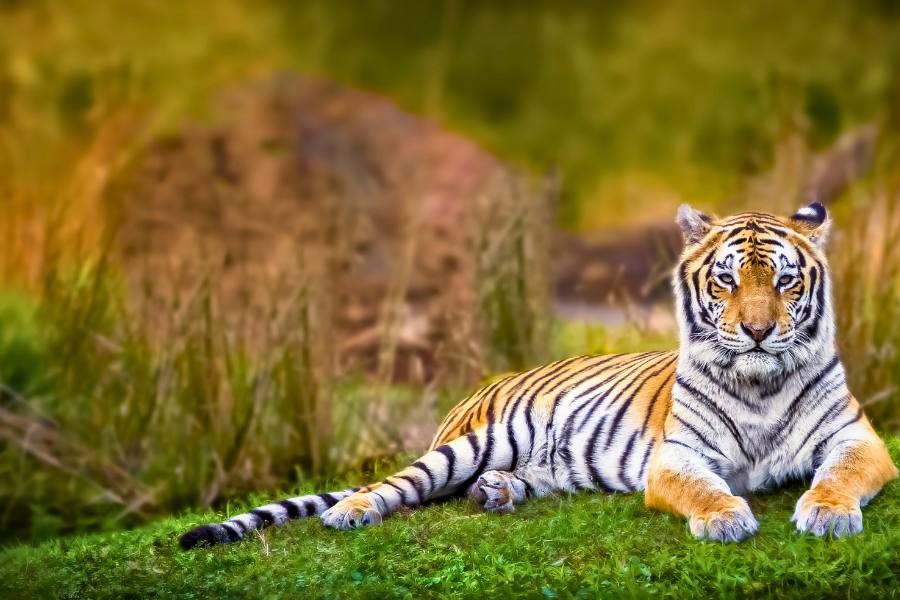 From Delhi: Golden Triangle Tour with Ranthambore 5 Days